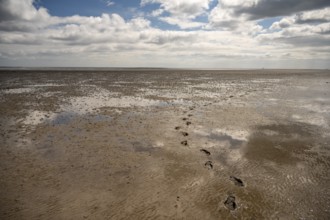 Footprints lead across the mudflats towards the wide horizon, Texel island, North Holland, the