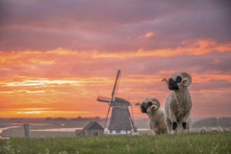 Blacknose sheep standing in front of a windmill at sunset with dramatic sky, De Bol, Texel, Noord