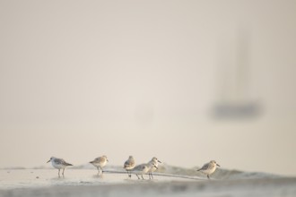 A group of Sanderlings (Calidris alba) on a foggy beach with a blurred outline of a sailing ship