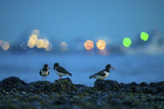 Some oystercatchers (Haematopus ostralegus) in the foreground in front of blurred lights at night