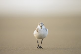 A sanderling (Calidris alba) looking for food on the beach in warm light, Den Hoorn, Noord-Holland,