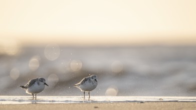Two Sanderlings (Calidris alba) on the beach with sparkling sea and soft light in the background,