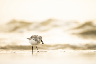 A Sanderling (Calidris alba) searches for food on the beach with gentle waves in the golden light,