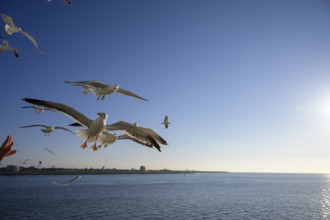Seagulls fly over the sparkling sea under a sunny blue sky on the TESO ferry to Texel Island, Noord