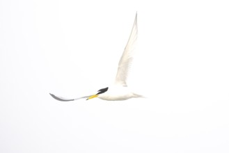 A Little Tern (Sternula albifrons) flying high in the sky, minimalist white background, Texel