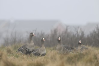 Four white-fronted geese (Anser albifrons) standing on a brown meadow, one in the foreground, the