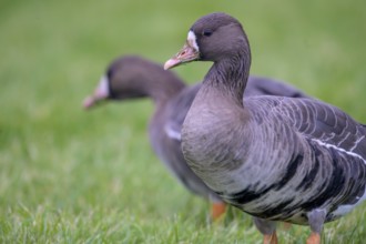 Two white-fronted geese (Anser albifrons) standing on a green meadow, one in the foreground, the