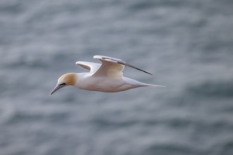 A gannet (Sula bassana) flies over the dark sea, Heligoland, Schleswig-Holstein, Germany