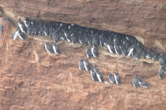 A large group of a densely packed bird colony of guillemots (Uria aalge) sits on a red sandstone
