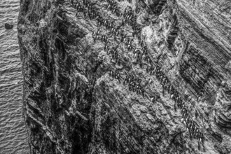 A large group of a densely packed bird colony of guillemots (Uria aalge) sitting on a red sandstone