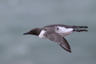 A flying red guillemot (Uria aalge) flies over the greenish sea we now have all two at the