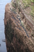 A large group of a densely packed bird colony of guillemots (Uria aalge) sits on a red sandstone