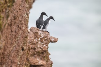 Two guillemots (Uria aalge) sitting on a red sandstone rock cliff in a natural environment at the