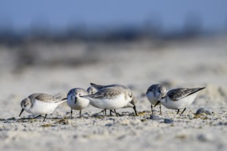 A group of sandpipers (Calidris alba) on a sandy beach looking for food, Heligoland,