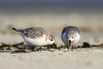 A group of two sandpipers (Calidris alba) on a sandy beach looking for food, Heligoland,