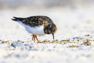 A turnstone (Arenaria interpres) searches for food in the sand on a sunny day, Heligoland,