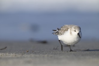 Sanderling (Calidris alba) on a sandy beach looking for food, Heligoland, Schleswig-Holstein,