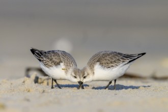 Close-up of two sandpipers (Calidris alba) searching for food on a sandy beach, Heligoland,