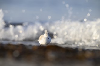 Sanderling (Calidris alba) stands on the beach near breaking waves, the sunlight glistens on the