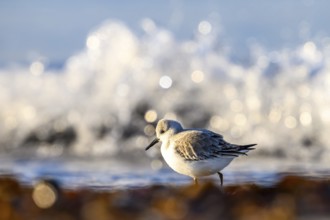 Sanderling (Calidris alba) on a sandy beach looking for food among mussels, seaweed and other