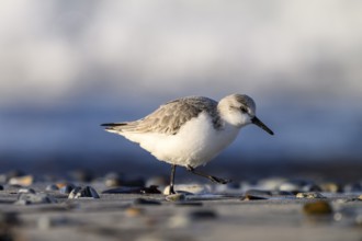 Sanderling (Calidris alba) on a sandy beach looking for food among mussels, Heligoland,