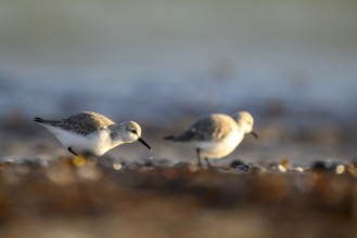 Two sanderlings (Calidris alba) on a sandy beach looking for food among shells, Heligoland,