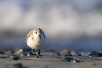 Sanderling (Calidris alba) on a sandy beach looking for food among shells, frontal view close-up,