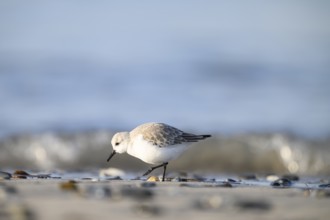 Sanderling (Calidris alba) on a sandy beach looking for food among shells in the morning sun,