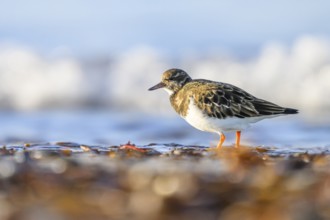Turnstone (Arenaria interpres) with orange legs walking on the beach, background blurred waves,