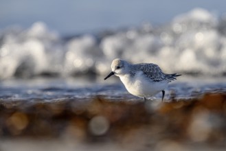 Sanderling (Calidris alba) on a sandy beach looking for food among mussels, seaweed and other