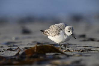 Sanderling (Calidris alba) on a sandy beach looking for food among mussels, seaweed and other