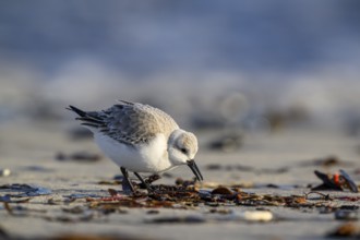 Sanderling (Calidris alba) on a sandy beach looking for food among mussels and seaweed, Heligoland,