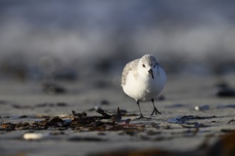 Sanderling (Calidris alba) on a sandy beach looking for the photographer frontal close-up between