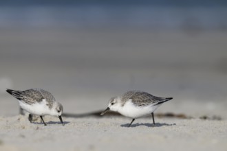 Two Sanderlings (Calidris alba) on a sandy beach looking for food, Heligoland, Schleswig-Holstein,