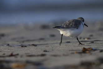 Sanderling (Calidris alba) on a sandy beach running out of the picture between shells, Heligoland,