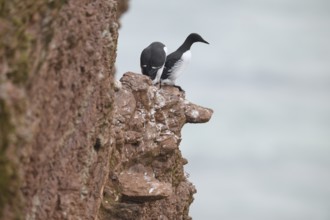 Two guillemots (Uria aalge) sitting on a red sandstone rock cliff one looking out to sea in a
