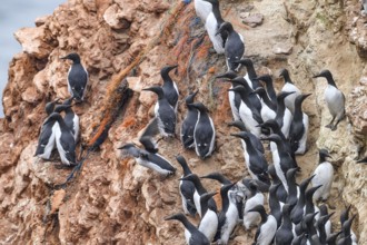 A large group of guillemots (Uria aalge) sitting on a red sandstone rock cliff in a natural