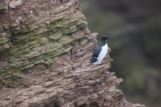 A guillemot (Uria aalge) sits on a red sandstone rock cliff in a natural environment at the