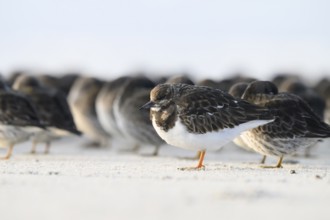 Turnstone (Arenaria interpres) with orange legs sitting on the beach, background blurred sandpiper