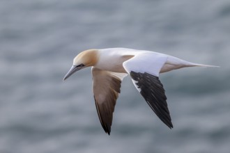 A gannet (Sula bassana) flies over the dark sea, elegant, conveys freedom, Heligoland,