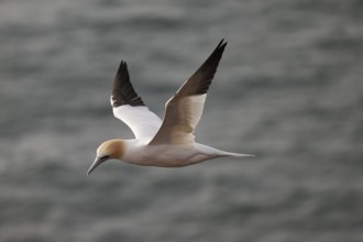 A gannet (Sula bassana) flies elegantly over the dark sea, Heligoland, Schleswig-Holstein, Germany
