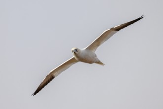 A gannet (Sula bassana) spreads its wings in flight against a bright sky, Helgoland,