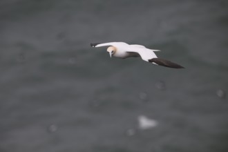 Heligoland, Schleswig-Holstein, Germany, A seagull flies over the sea, its wings extended wide, a