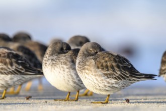 Two sleeping sandpipers (Calidris maritima) on the beach of the dune, Heligoland,