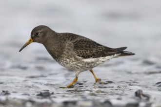 A sandpiper (Calidris maritima) standing in shallow water of a pebble beach, surrounded by hectic