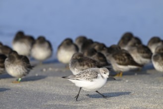 A sanderling (Calidris alba) walks along the beach of the dune in front of a group of sleeping