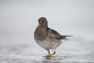Close-up of a sandpiper (Calidris maritima) standing in shallow water, surrounded by hectic wave