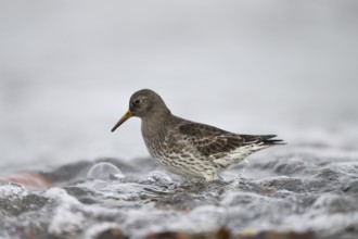 EWin Purple Sandpiper (Calidris maritima) standing in shallow water, surrounded by hectic wave