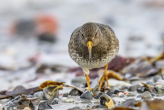 A sandpiper (Calidris maritima) in a close-up frontal view running towards the photographer,