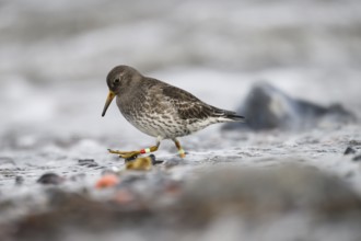 A colour-ringed common sandpiper (Calidris maritima) ringed with colour rings on its legs stands in